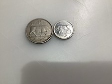 Ireland Bulls ,Old 1951 And